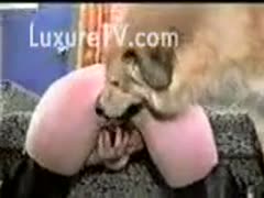 Lesbian brunettes having sex with a curly dog